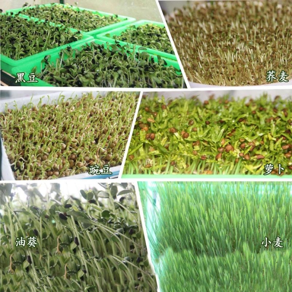 芽苗菜致富好項目